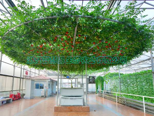 山东省寿光市蔬菜博览会---西红柿树